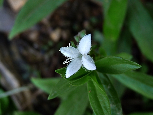 {Diodia virginiana}